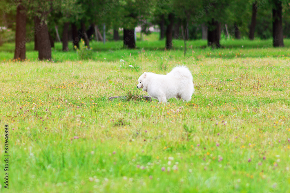 Samoyed white fluffy dog sniffing flower on the lawn happy Samoyed white fluffy dog sniffing flower on the lawn happy