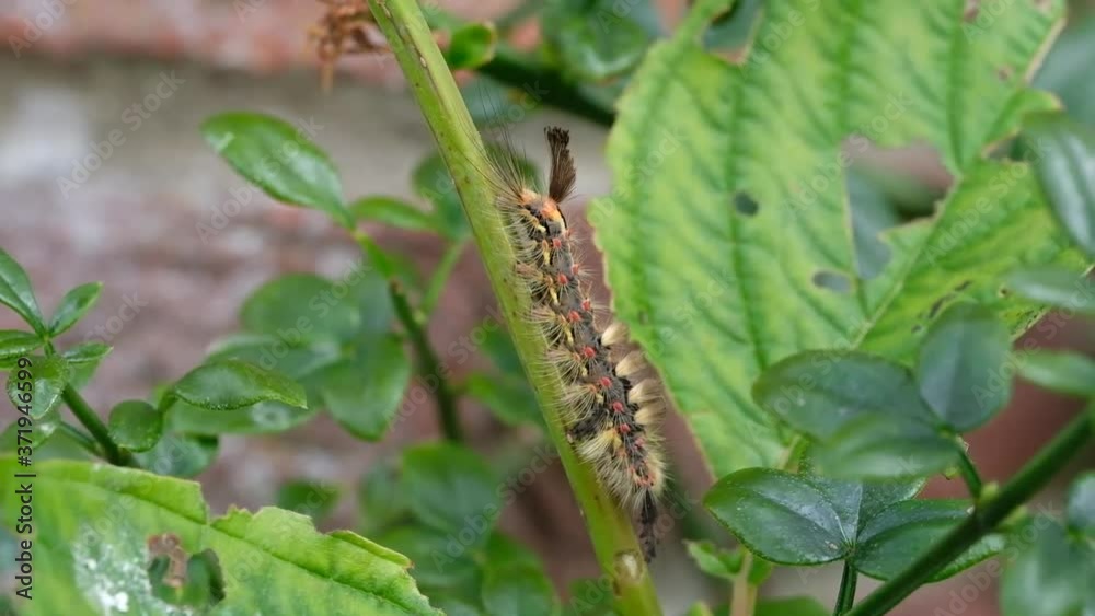 Tussock Moth, Calliteara pudibunda The Pale Tussock moth is a common species throughout much of the southern half of England and much of Europe. Tussock Moth, Calliteara pudibunda The Pale Tussock moth is a common species throughout much of the southern half of England and much of Europe.