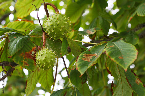 Der Herbst bringt viele Früchte, fast reife Früchte der Kastanie, Kastanie, Kastanienbaum (Castanea) 
