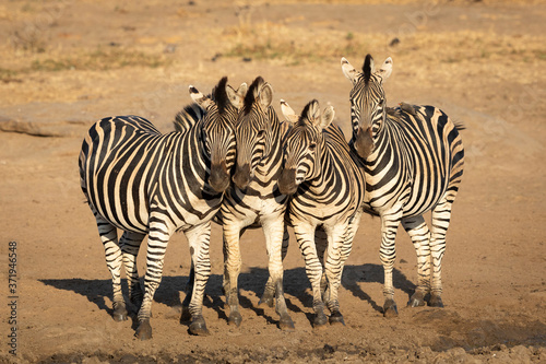 Four zebra sisters posing for the camera in golden afternoon light in Kruger Park South Africa