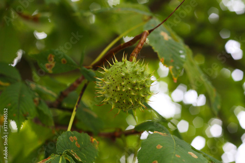 Der Herbst bringt viele Früchte, fast reife Frucht der Kastanie, Kastanie, Kastanienbaum (Castanea) 