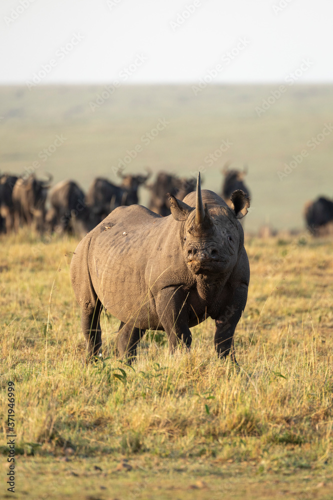 Obraz premium Vertical full body portrait of black rhino with big horn standing with wildebeest herd watching it in Masai Mara Kenya