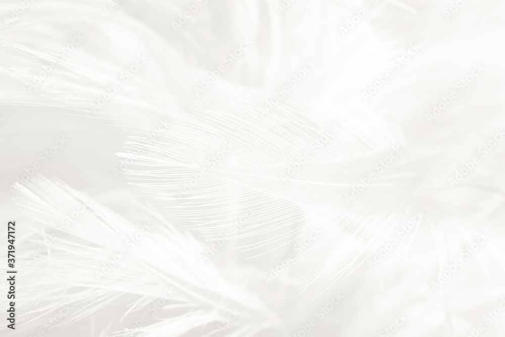 white feather wooly pattern texture background