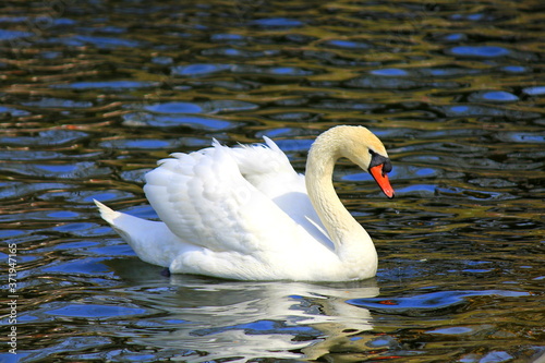 A beautiful white swan floats on colorful water in the park. Waterfowl swan on a summer day