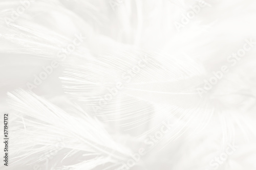 white feather wooly pattern texture background