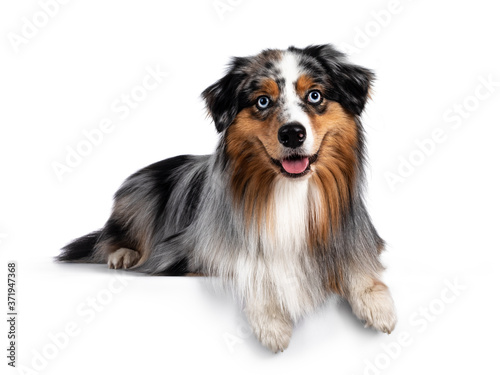 Handsome and well groomed Australian Shepherd dog, laying down with paws over edge. Looking towards camera with light blue eyes. Isolated on white background. Mouth open, tongue out.