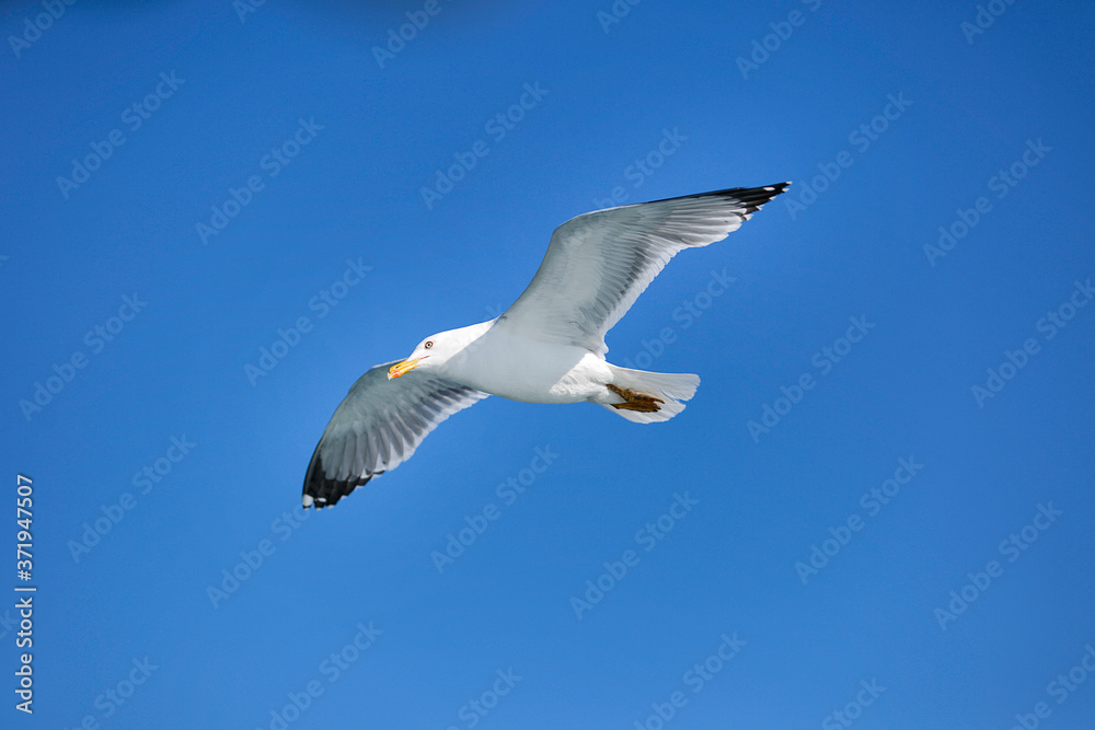 Sea Seagull, White Seagulls, Flying Seagull Sea Seagull, White Seagulls, Flying Seagull