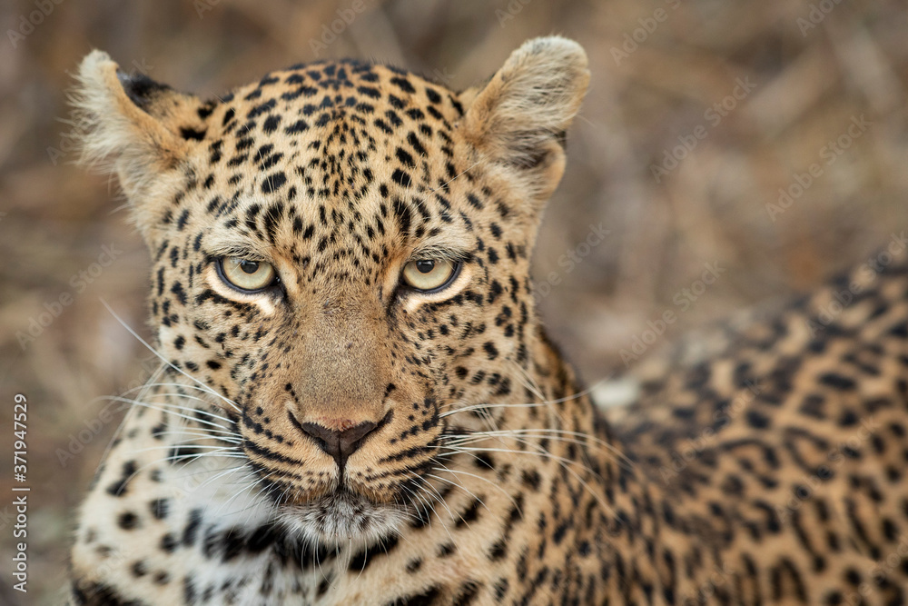 Close up horizontal portrait of leopard's face in Kruger Park South Africa Close up horizontal portrait of leopard's face in Kruger Park South Africa