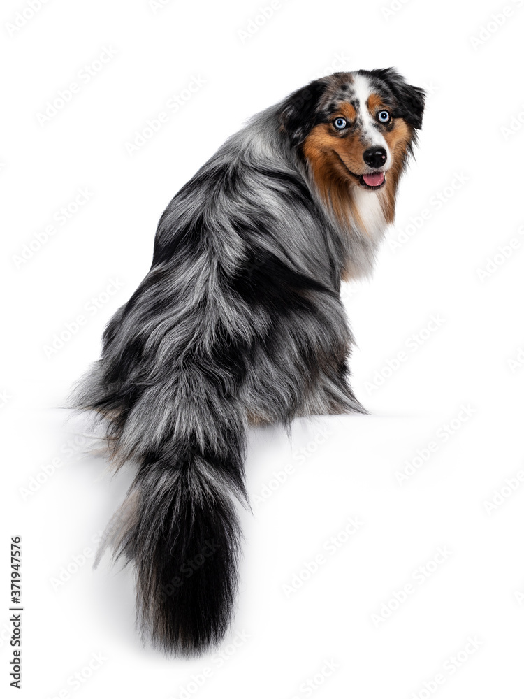 Handsome and well groomed Australian Shepherd dog, sitting backwards with tail hanging down from edge. Looking over shoulder towards camera with light blue eyes. Isolated on white background. Mouth op