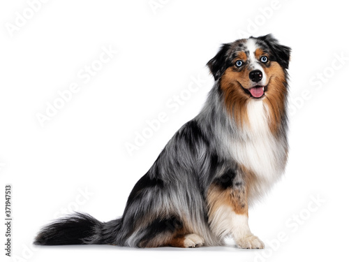 Handsome and well groomed Australian Shepherd dog, sitting up side ways. Looking towards camera with light blue eyes. Isolated on white background. Mouth open, tongue out.