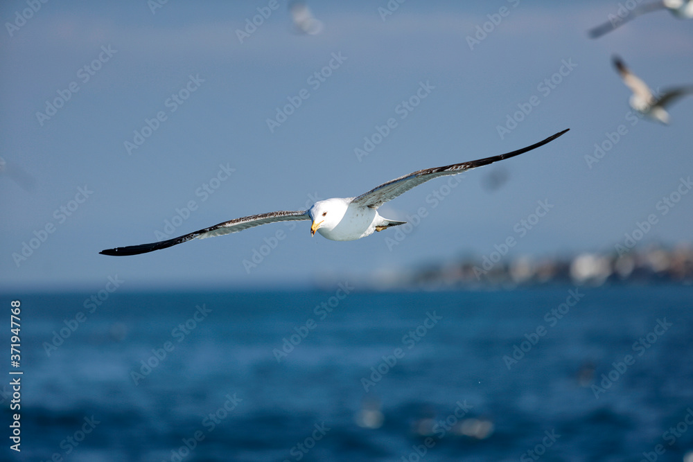 Sea Seagull, White Seagulls, Flying Seagull Sea Seagull, White Seagulls, Flying Seagull