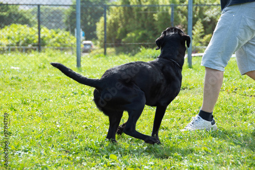 大好きな 犬