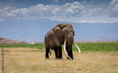 Massive adult bull elephant with huge white tusks walking in the Amboseli with Mount Kilimanjaro in the background