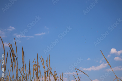 grass and sky on a sunny day