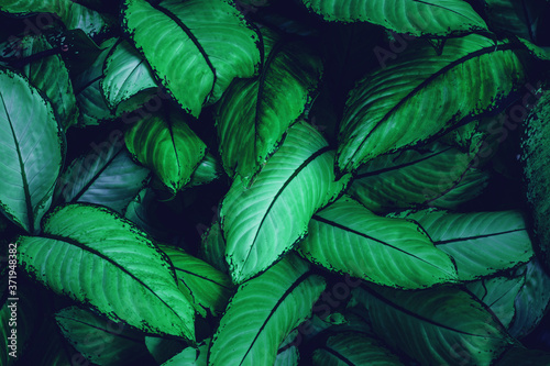 closeup nature view of green leaf texture  dark wallpaper concept  nature background  tropical leaf