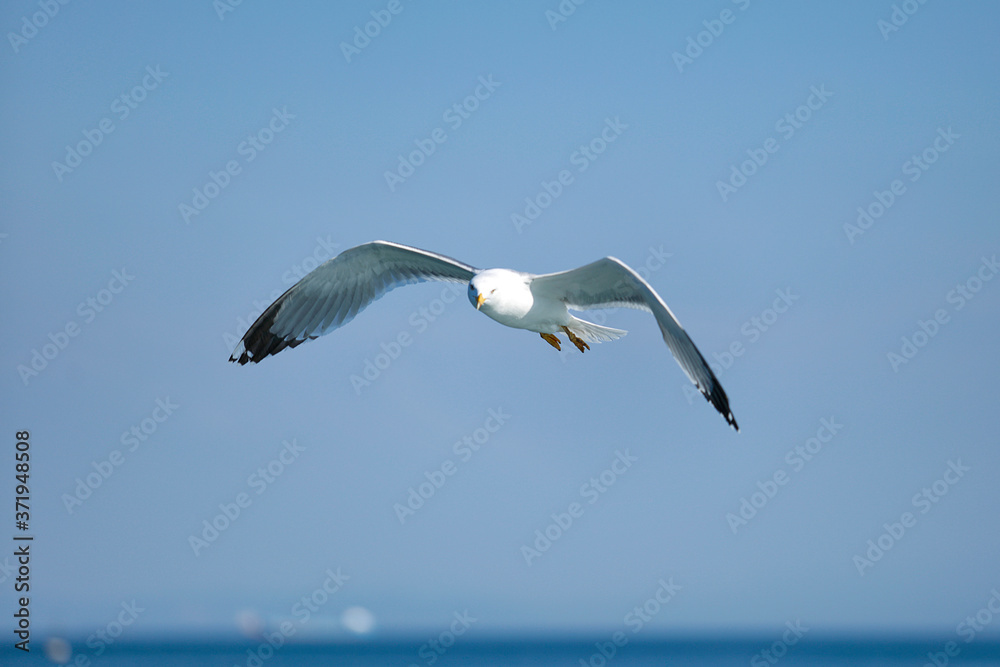 Sea Seagull, White Seagulls, Flying Seagull