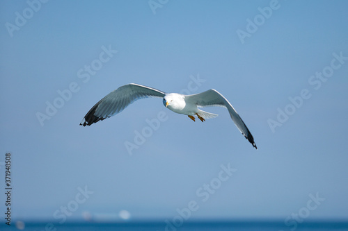 Sea Seagull  White Seagulls  Flying Seagull