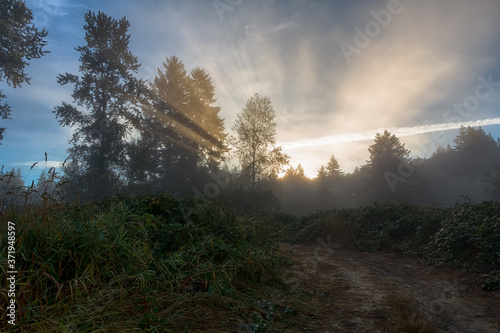 Morning mist and sun rays over rural road
