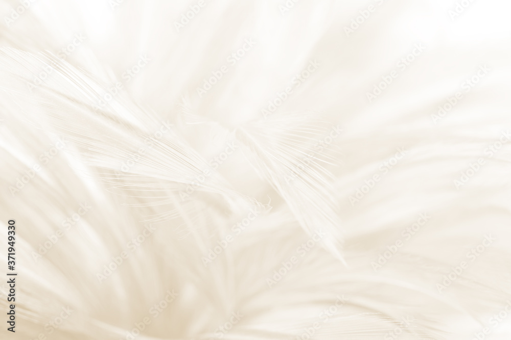 Soft focus white feather wooly pattern texture background Soft focus white feather wooly pattern texture background