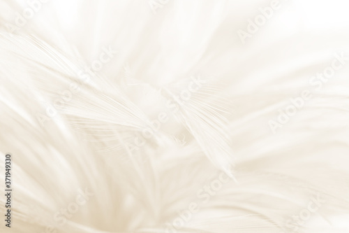Soft focus white feather wooly pattern texture background