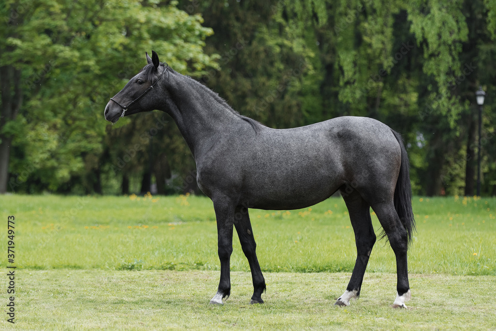 Dark gray horse stands on natural summer background, profile side view, exterior