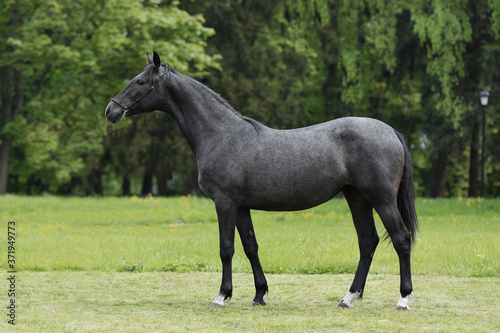Dark gray horse stands on natural summer background, profile side view, exterior © Svetlana