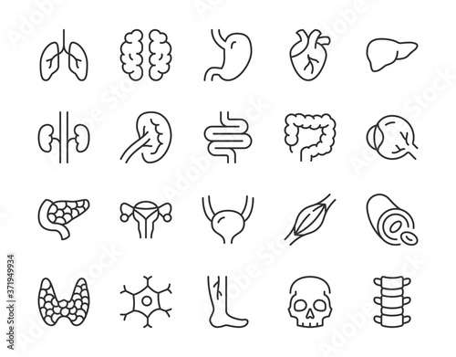 Human internal organ line icon. Minimal vector illustration with simple thin outline icons as lung  heart  stomach  bone  brain  kidney  skull and other anatomy parts. Editable Stroke