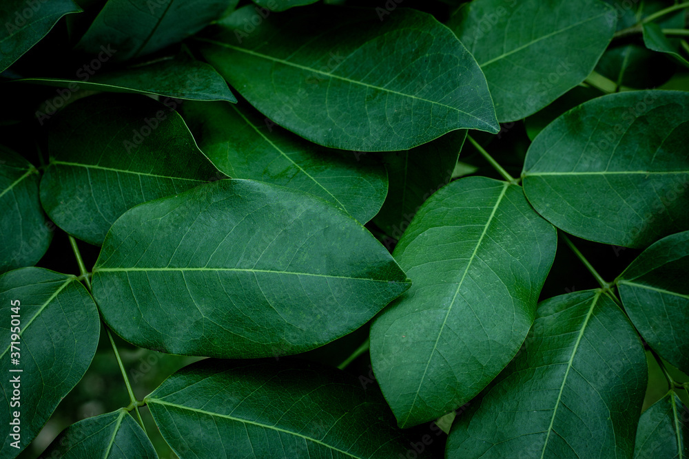 closeup nature view of green leaf texture, dark wallpaper concept, nature background, tropical leaf closeup nature view of green leaf texture, dark wallpaper concept, nature background, tropical leaf