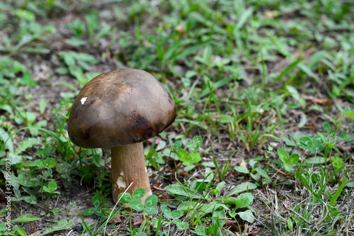 Natural food. Boletus mushroom in spring forest. 