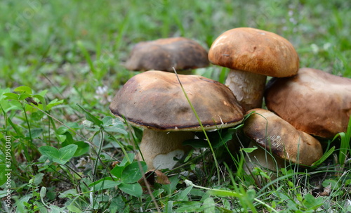 Natural food. Boletus mushroom in spring forest. 