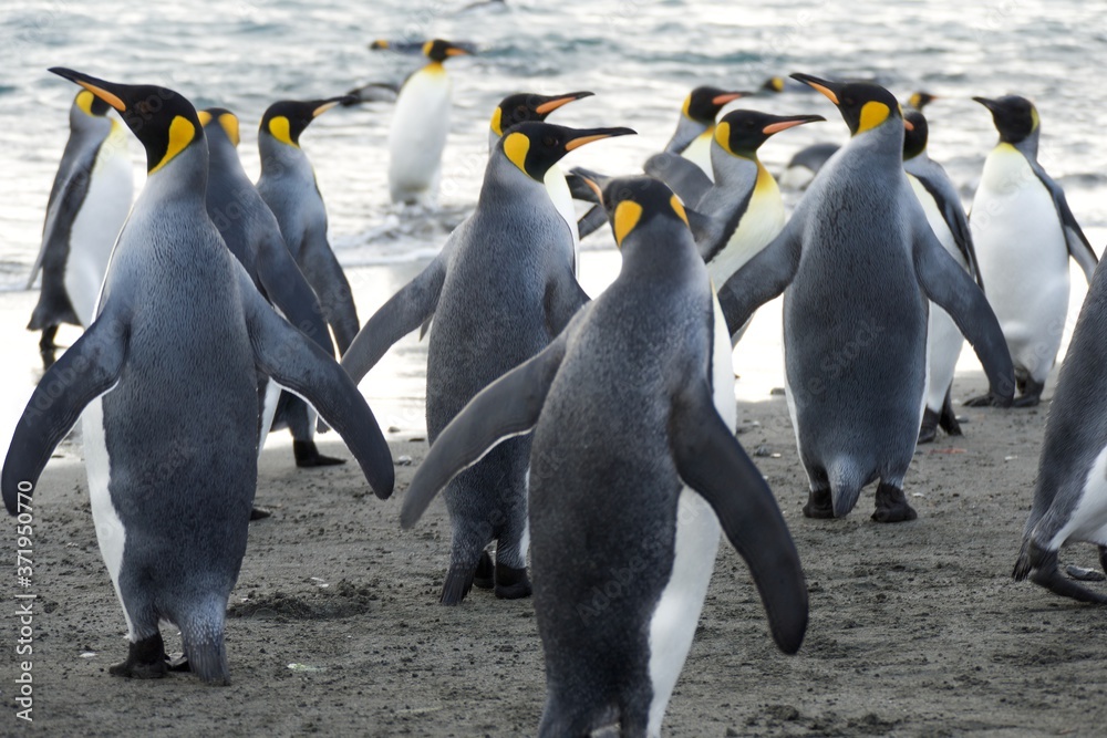 Obraz premium King Penguins on Salisbury Plain (South Georgia)