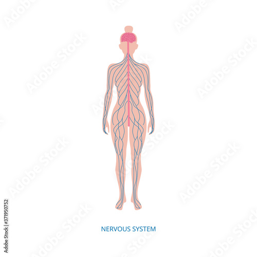 Human central nervous system infographic element vector illustration isolated.