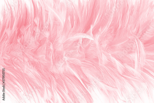 Beautiful light pink feather pattern texture background