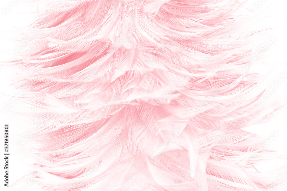 Beautiful light pink feather pattern texture background