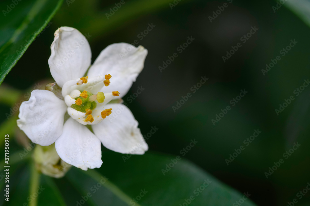 Faux jasmin