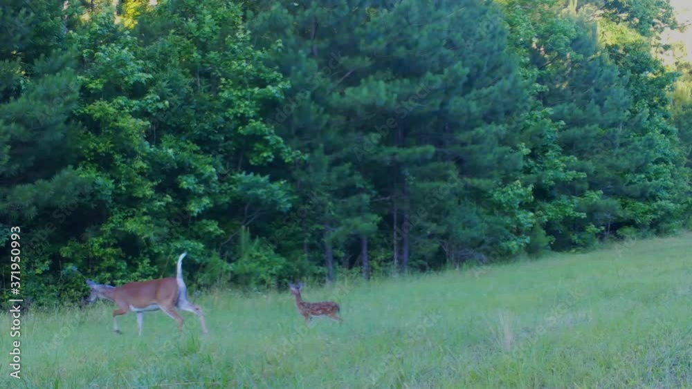Whitetail doe and fawn crossing a field. Whitetail doe and fawn crossing a field.