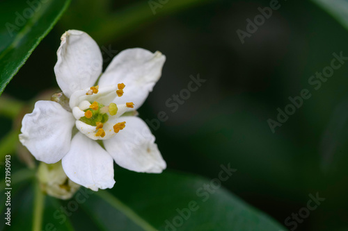 Obraz na płótnie Faux jasmin w salonie