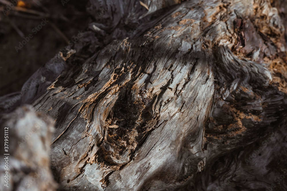 Driftwood/aged wood. Driftwood texture, piece of driftwood top view. Driftwood stick closeup, wood texture for aquarium. Driftwood/aged wood. Driftwood texture, piece of driftwood top view. Driftwood stick closeup, wood texture for aquarium.