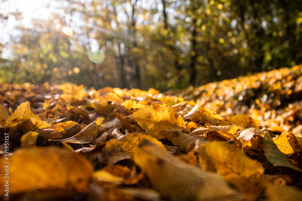 Tourist path in a Hungarian forest during fall, leaves on the ground, yellow colors, closeup of fallen leaves Tourist path in a Hungarian forest during fall, leaves on the ground, yellow colors, closeup of fallen leaves