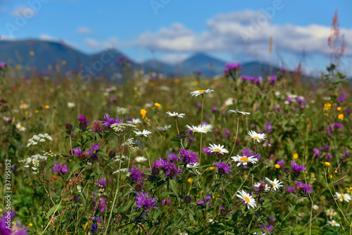 Green mountain landscape. A meadow with flowers among the green mountains. 