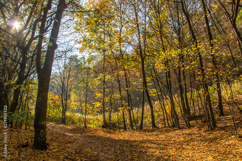 Tourist path in a Hungarian forest during fall, leaves on the ground, yellow colors Tourist path in a Hungarian forest during fall, leaves on the ground, yellow colors