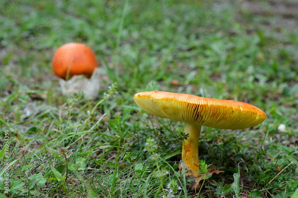 Close up of Amanita Caesarea Mushrooms, also known as Caesars Mushroom. In France known as Roi de Champignons Mushroom background. Close up of Amanita Caesarea Mushrooms, also known as Caesars Mushroom. In France known as Roi de Champignons Mushroom background.