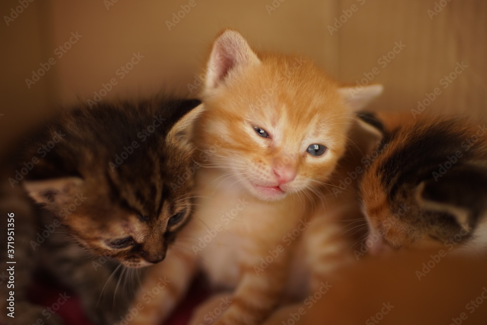 Ginger white portrait of a newborn kitten with brothers.
