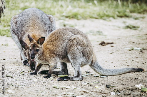 Adorable wallaby  de benett dans un parc animalier