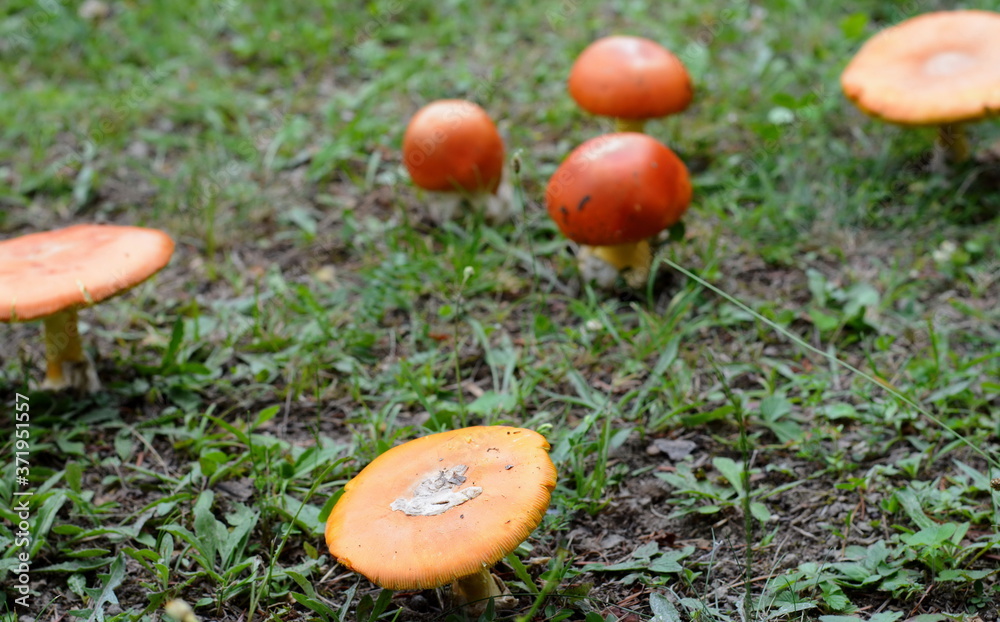 Close up of Amanita Caesarea Mushrooms, also known as Caesars Mushroom. In France known as Roi de Champignons Mushroom background. Close up of Amanita Caesarea Mushrooms, also known as Caesars Mushroom. In France known as Roi de Champignons Mushroom background.
