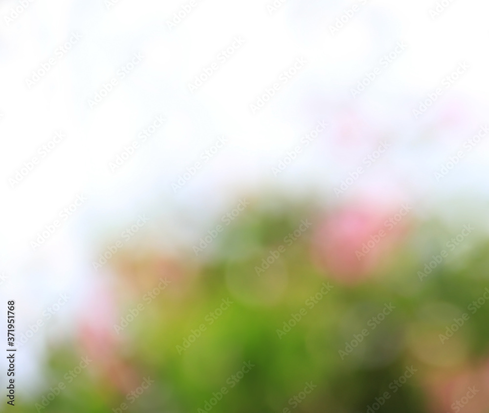 Obraz premium Floral Background Blur