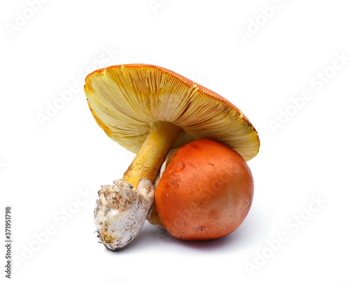 Close up of Amanita Caesarea Mushrooms isolated on vhite background.  Caesars Mushroom. In France known as Roi de Champignons  photo