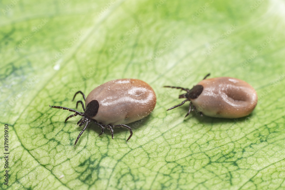 A dangerous parasite and infection carrier mite sitting on a green leaf A dangerous parasite and infection carrier mite sitting on a green leaf