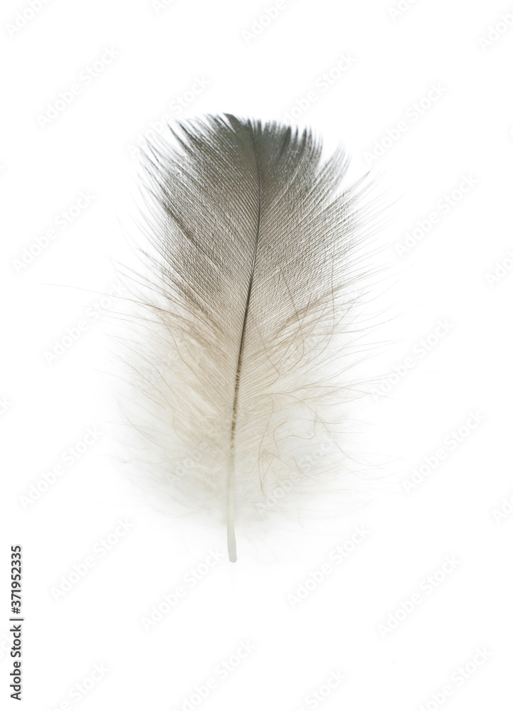 Beautiful  eagle feather isolated on white background