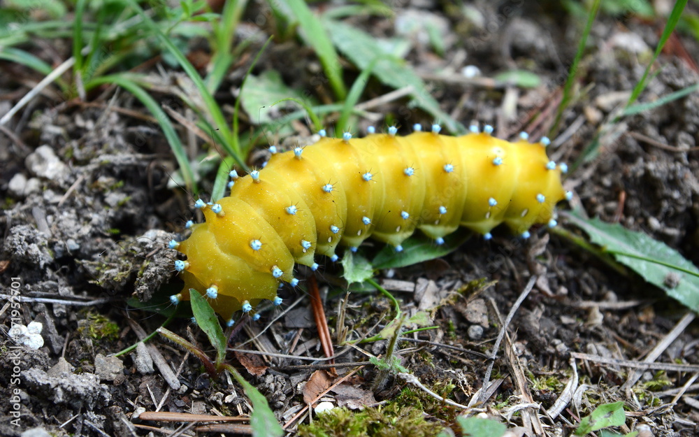 Large caterpillar in the natural environment. Large caterpillar in the natural environment.